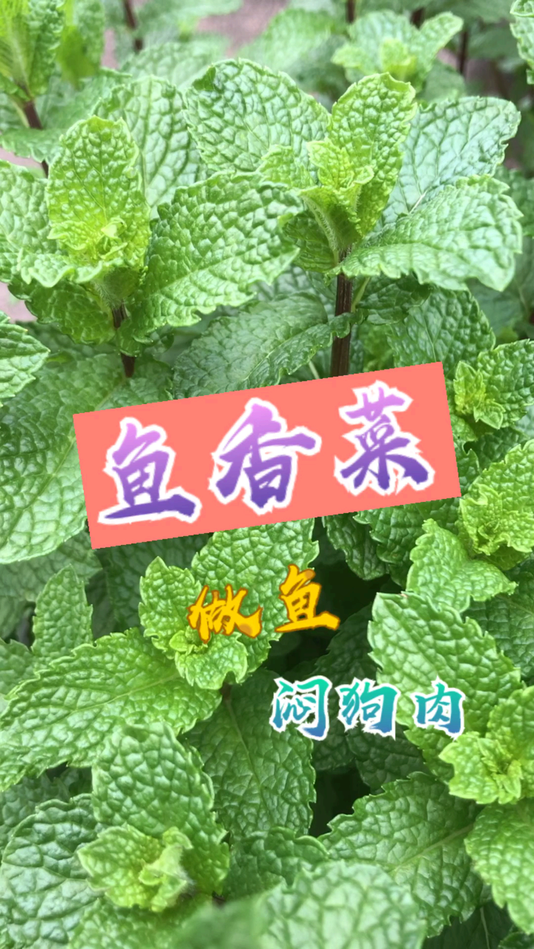 鱼香菜,川渝和两广地区的朋友都懂,闷狗肉,做鱼一绝。泡茶还可以预防感冒发热。