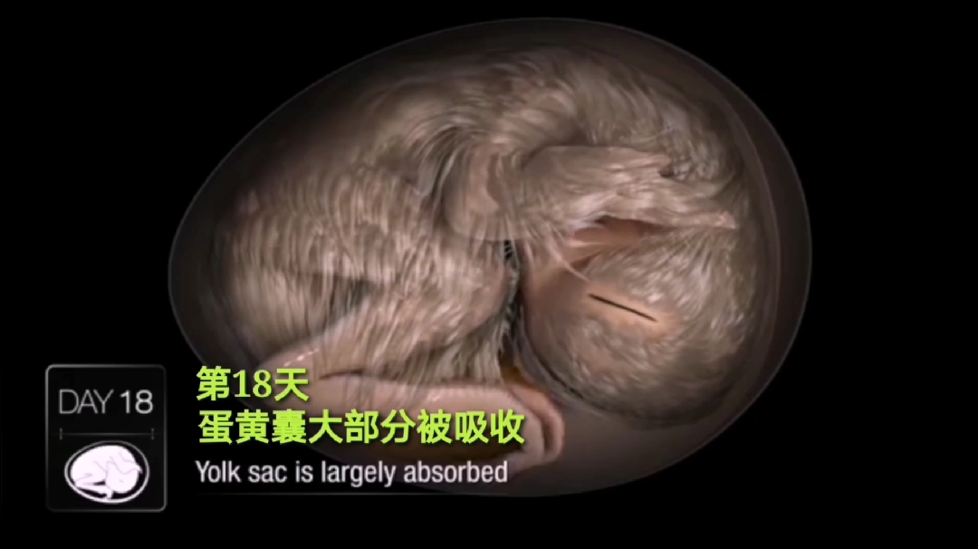 #零基础学英语#胚胎用英语怎么说?
