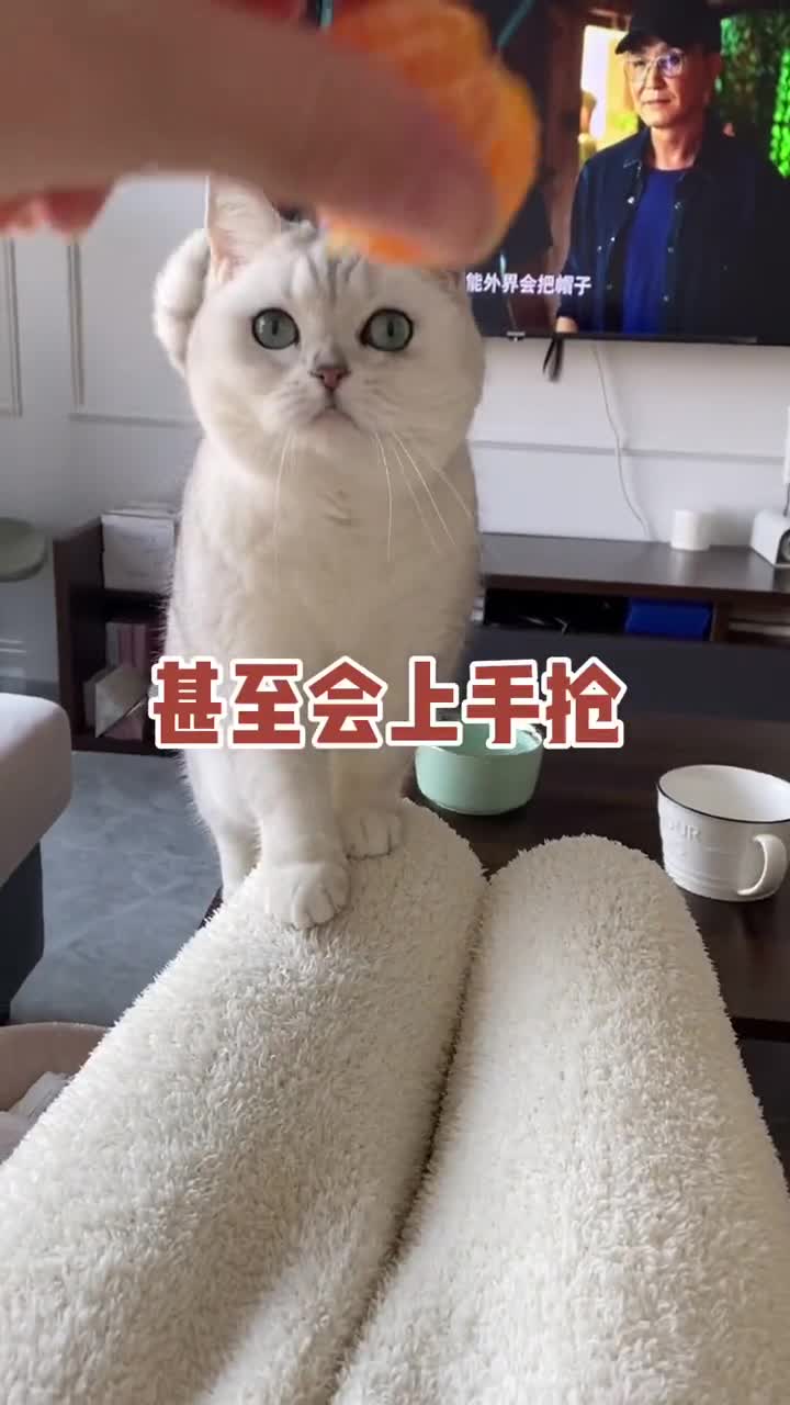 #家有猫咪#以后终于可以不用躲着风车车吃零食了