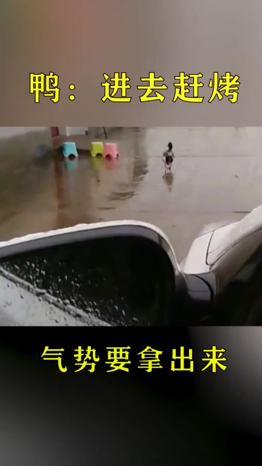 #搞笑段子#我们农村的鸭子走路就是这么嚣张!