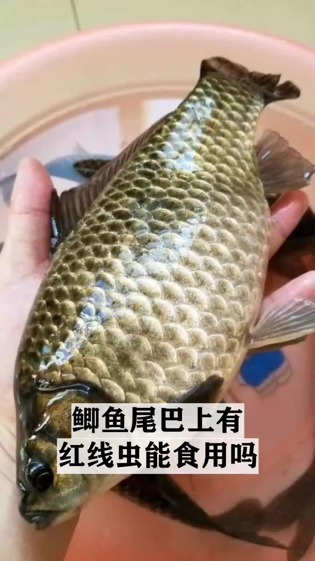 鲫鱼尾巴上有红线虫能食用吗