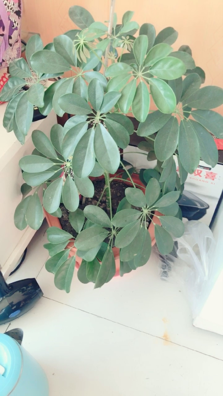 什么花
