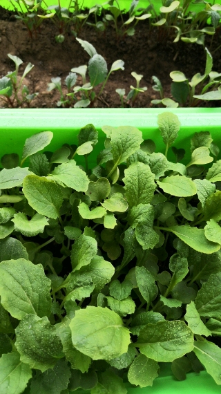 疏菜记录