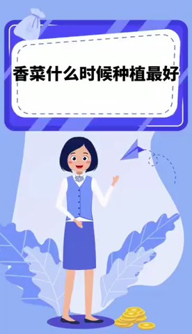 香菜什么时候种植最好