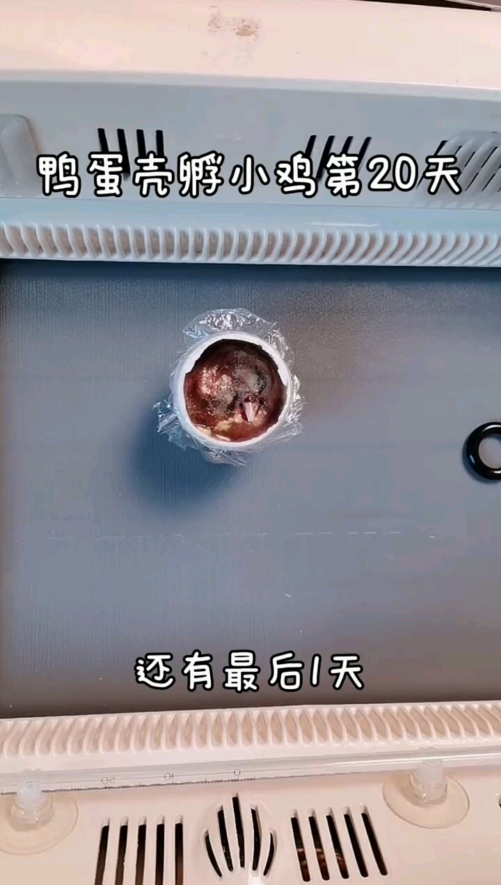 孵化第20天#人工孵化