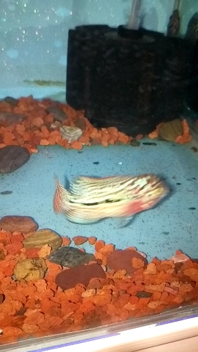 泰金罗汉苗,五厘米,潜力股