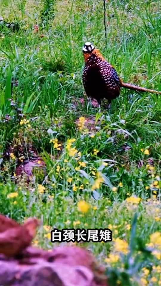 这只鸟,中国特产还创下一个浙江省之最