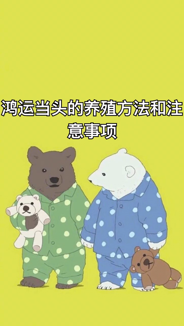 鸿运当头的养殖方法和注意事项