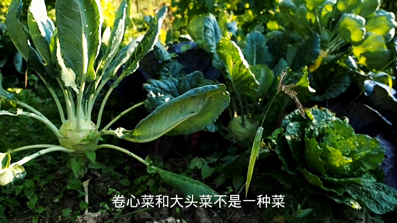 大头菜和卷心菜是一个菜吗?