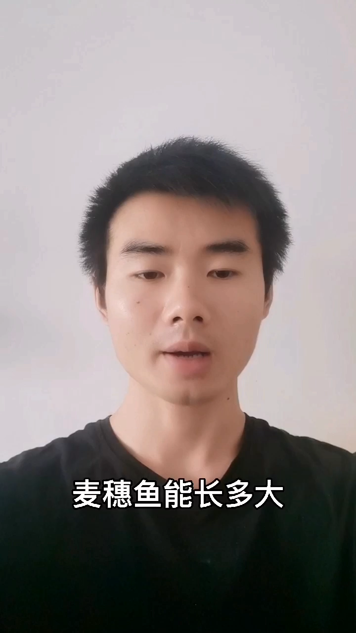 麦穗鱼能长多大  