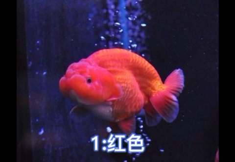 鱼的颜色来看看吧