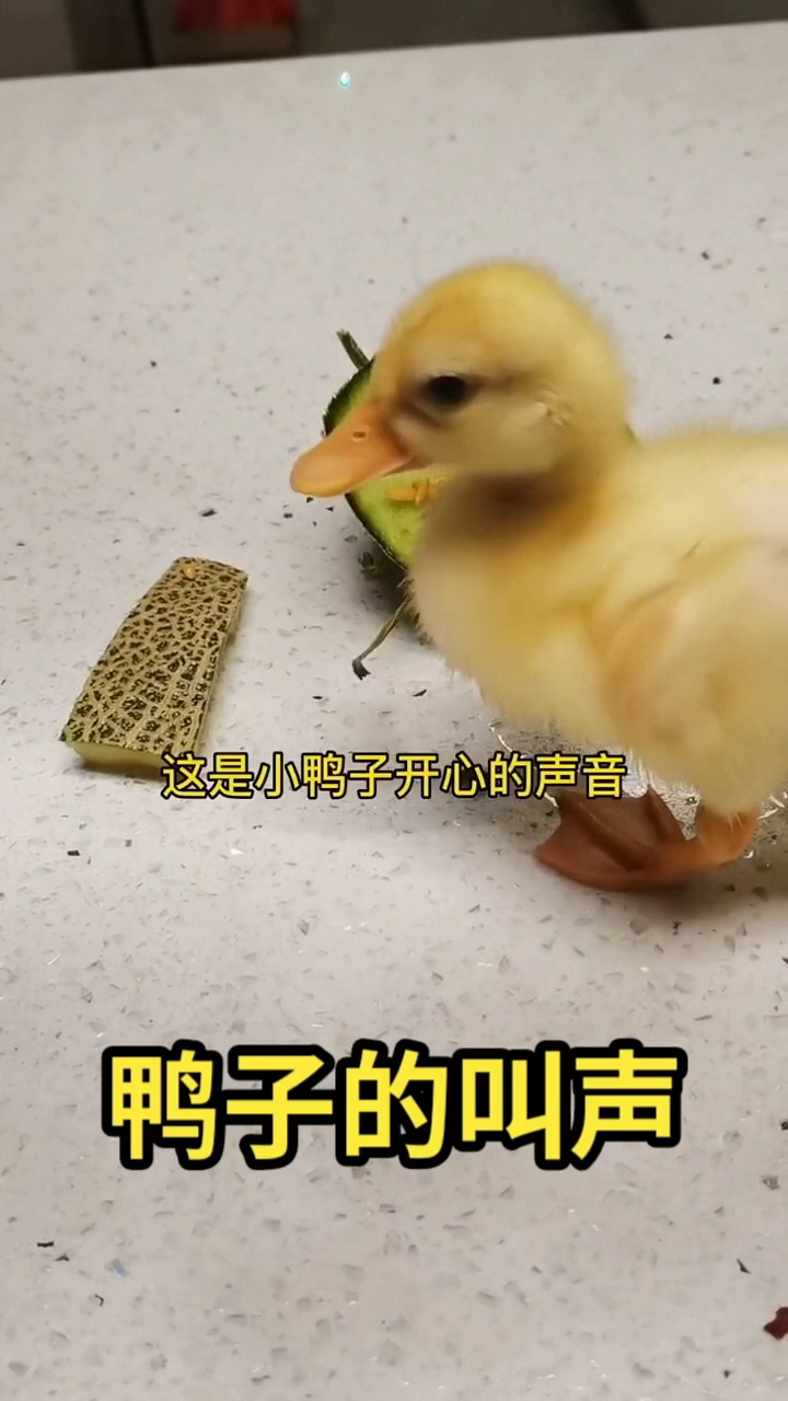 鸭子的叫声   