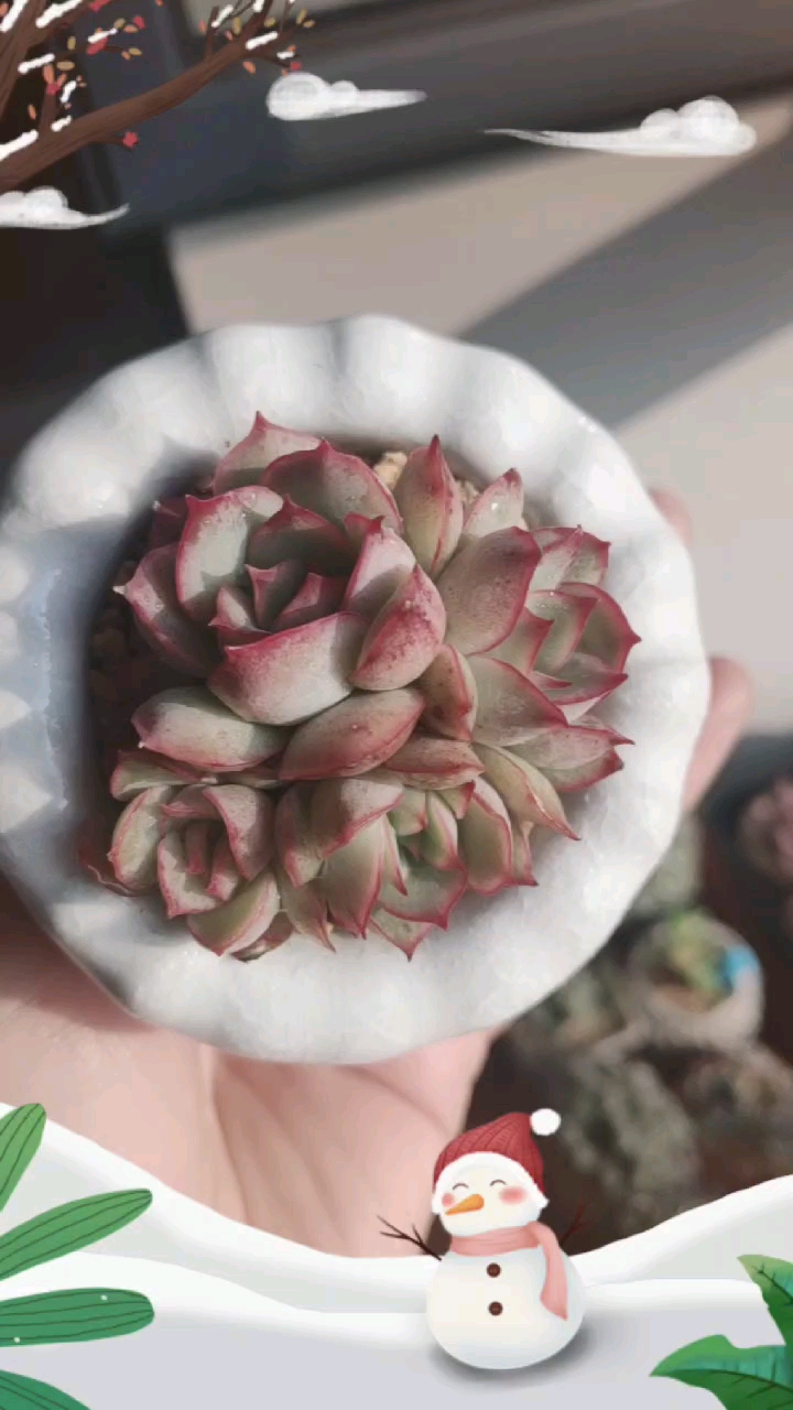 #多肉植物#月光女神