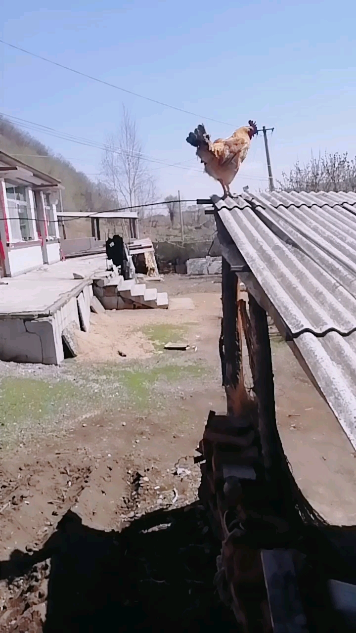 得瑟大劲了吧,上去一上午还没下来呢,怎么滴大公鸡你准备在上面呆一天么