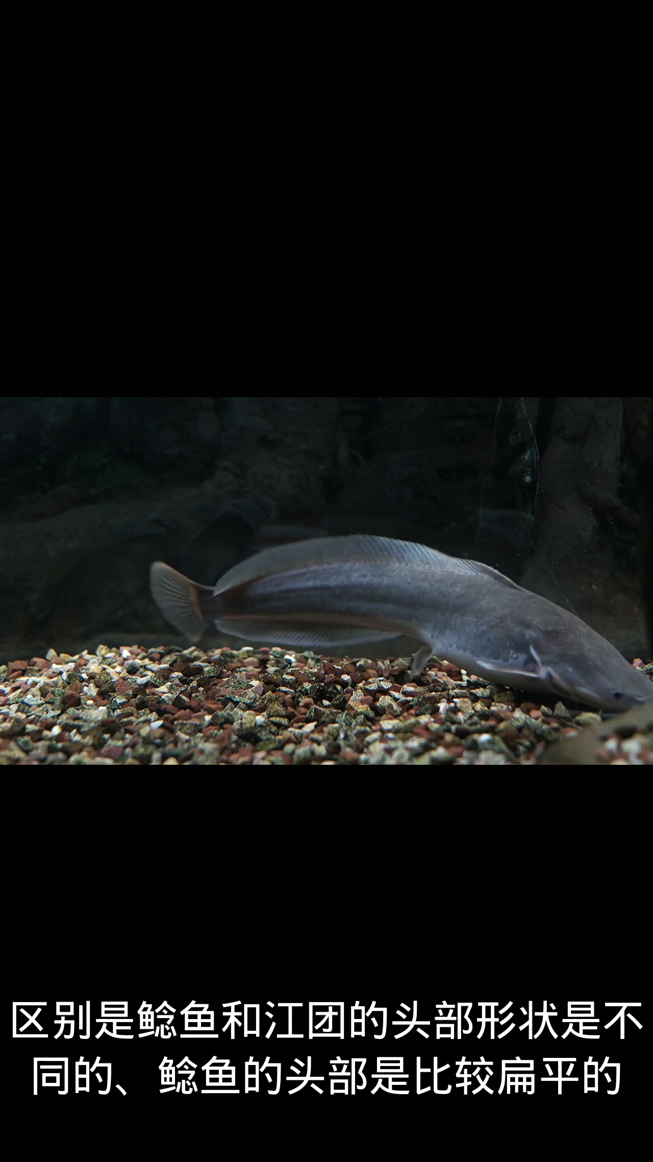江团和鲶鱼有什么区别