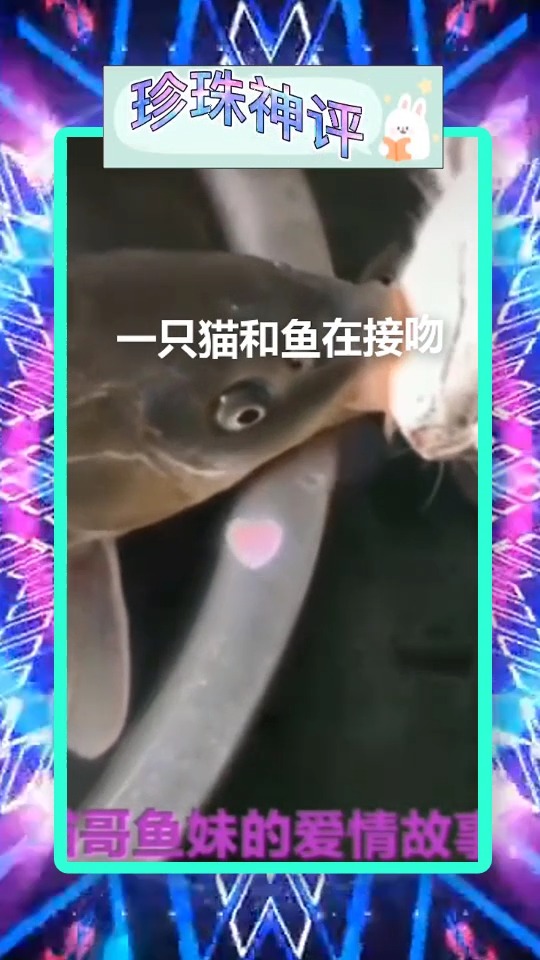 #全民爱神评#一只猫和鱼在接吻