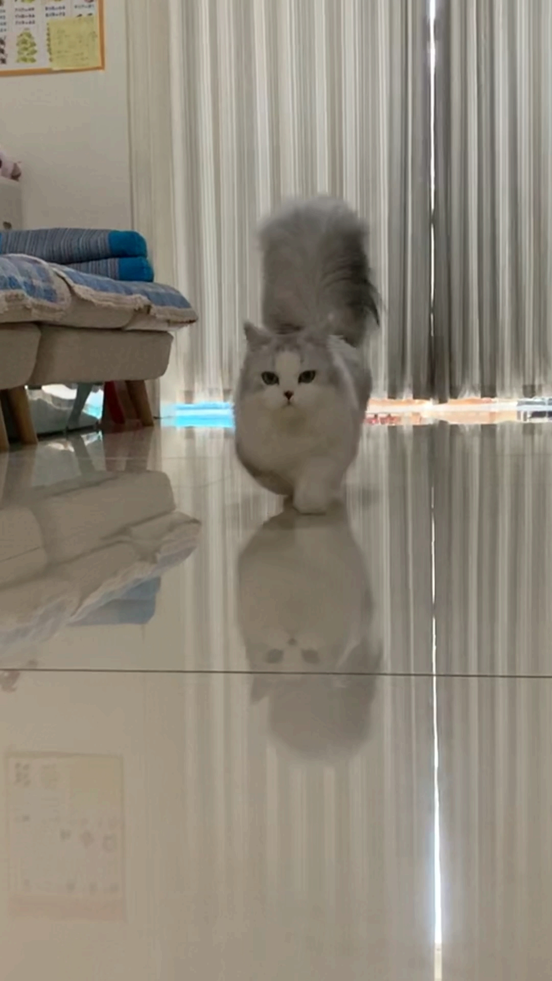 #全民公益星计划#【全网第一大尾巴猫】谁看到鳌拜在哪啦?哈哈