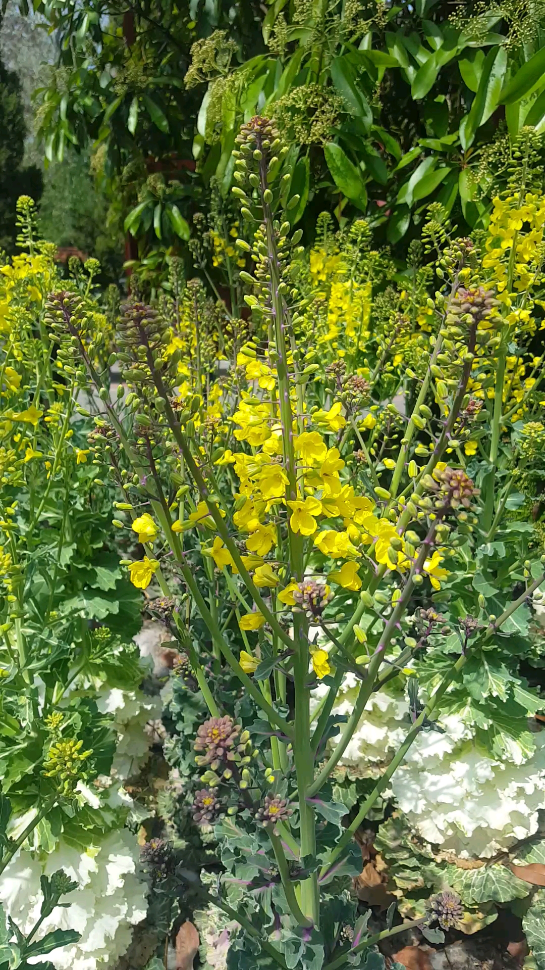 紫菜花上长出来了黄色的花儿