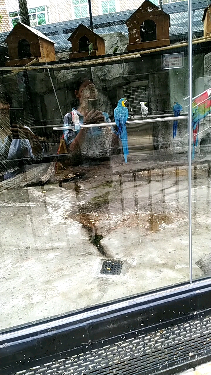 荡秋千小鸟