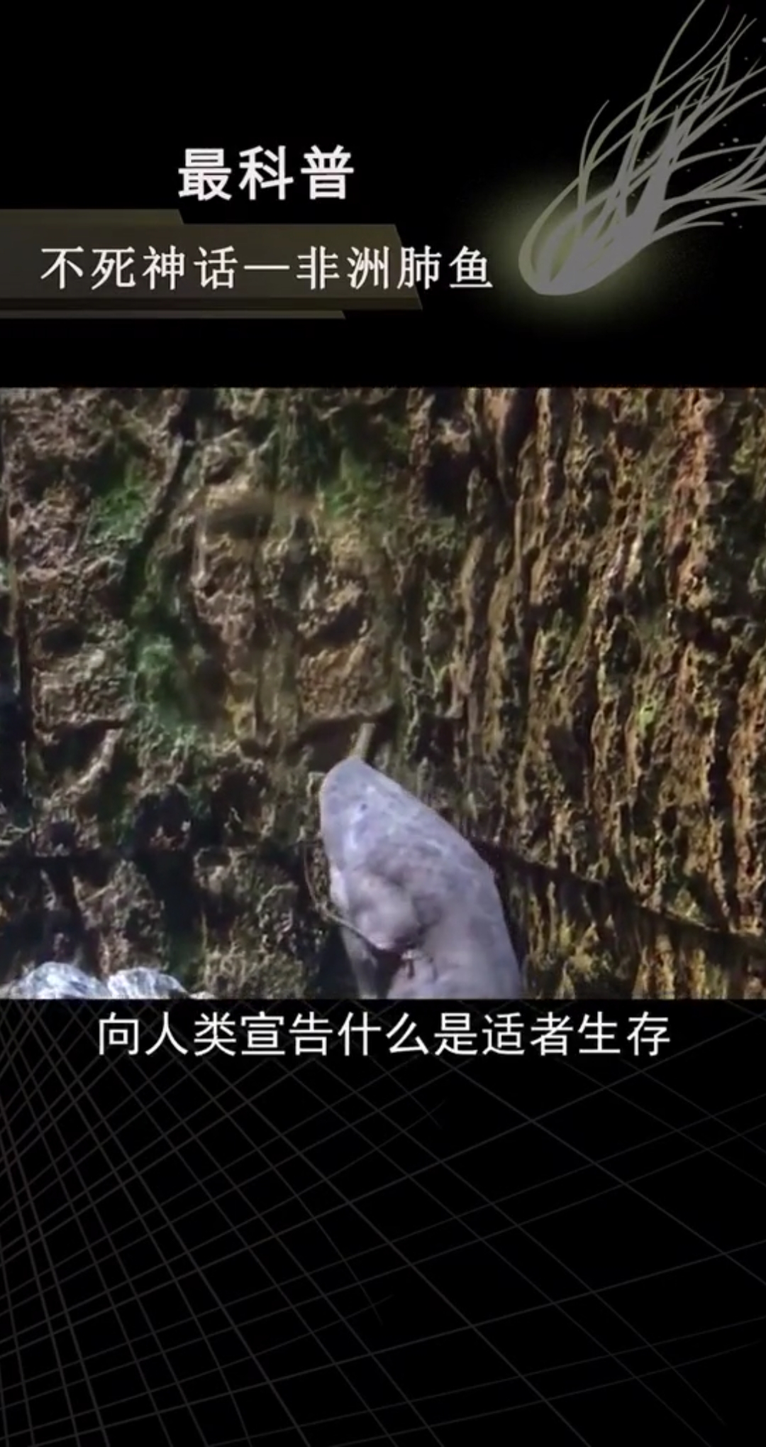 #顽强生命力#人的生命力不如一条鱼