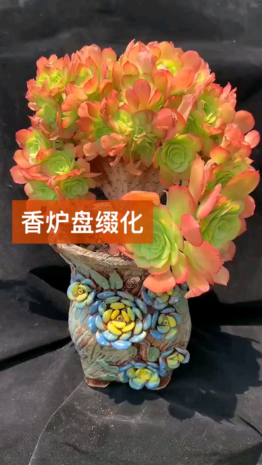 香炉盘缀化
