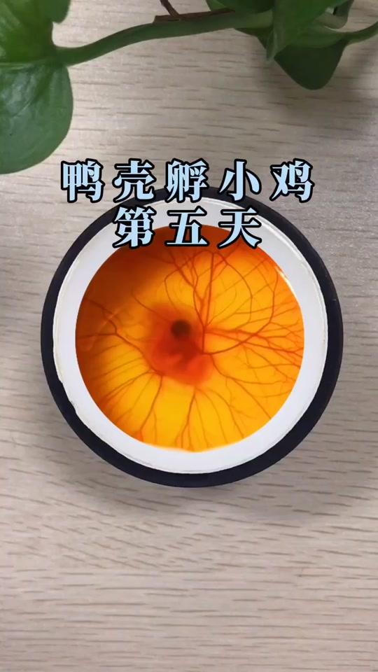 第5天:借壳孵鸡,将来该怎么跟它解释呢?#孵蛋 #鸭蛋壳孵化小鸡