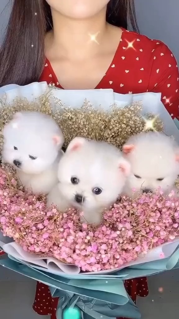 万有引力卡点版 超可爱的小萌宠画画的baby 萌宠