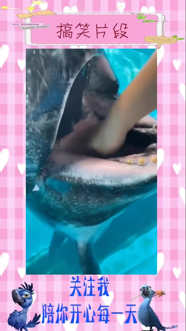 胎生肺呼吸哺乳类动物科普知识灰海豚#搞笑视频#