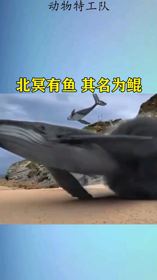 北冥有鱼其名为鲲!