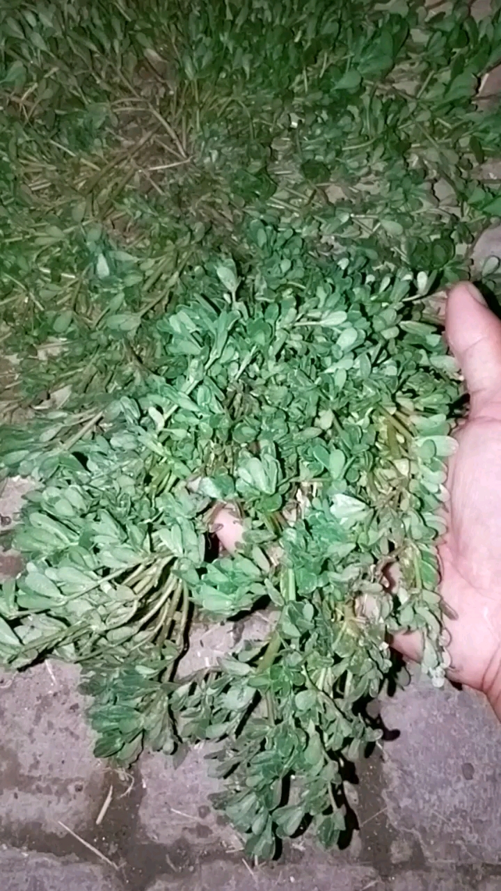 马神菜!