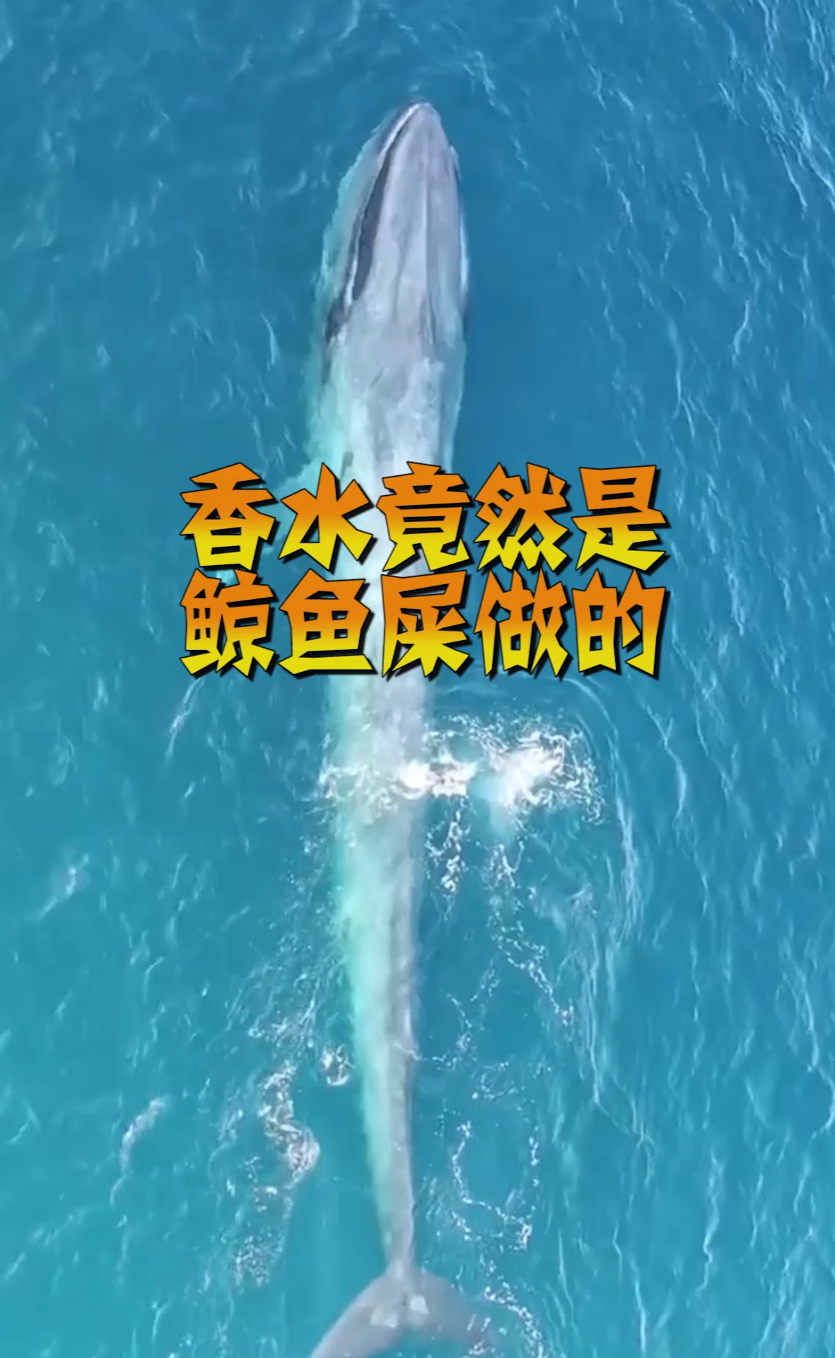 香水竟然是鲸鱼屎做的,看完你还用吗?