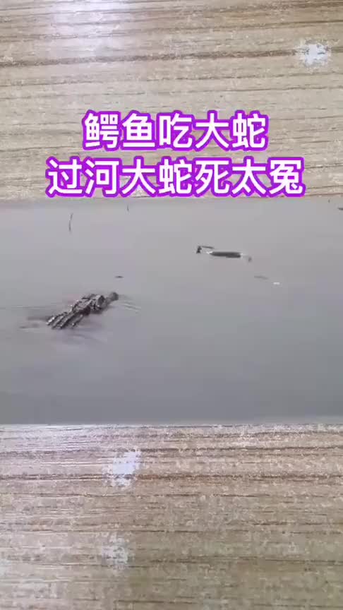 鳄鱼跟踪大蛇,河里半路猎杀了