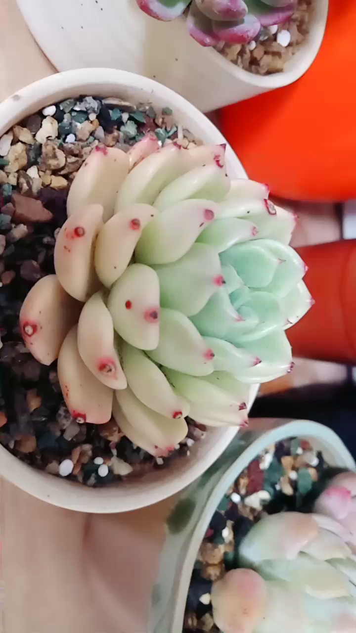 非常爱的拉霍亚