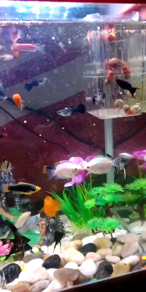 分享视频