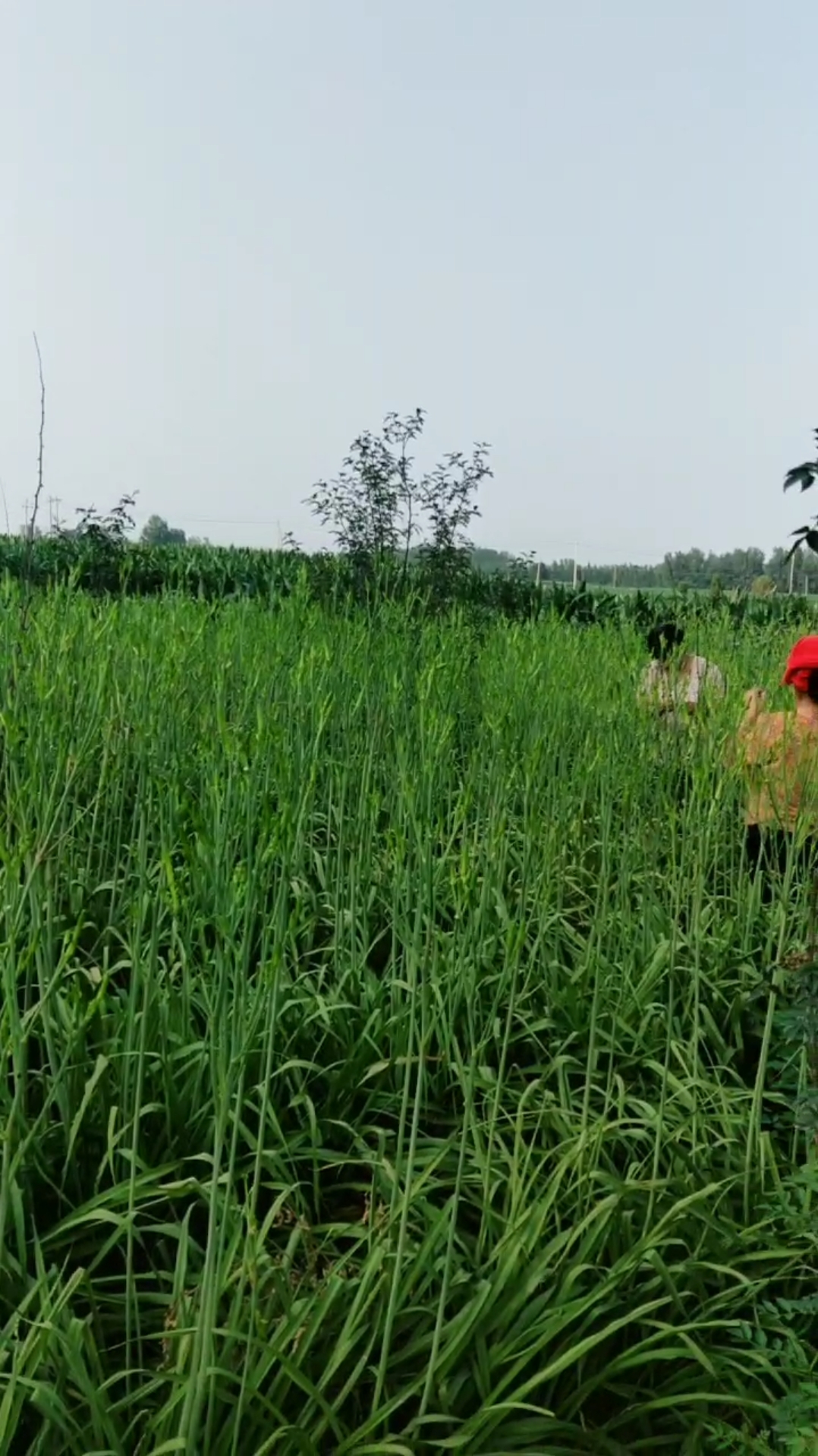 #心中有曲自然嗨#满地的金金菜,大丰收喽