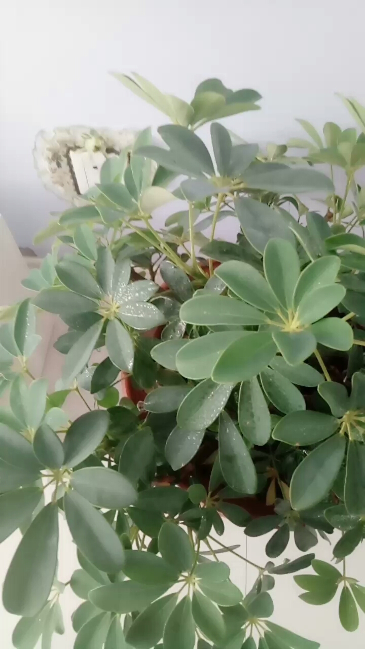 看看这花是不是有病了,叶子上全是白点