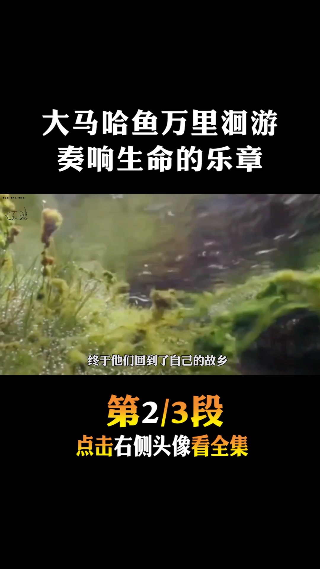 #神奇动物#棕熊只吃鱼皮扔掉鱼肉,大麻哈鱼万里洄游,奏响生命的乐章!2
