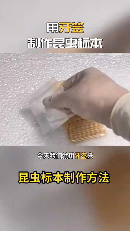 昆虫标本制作方法