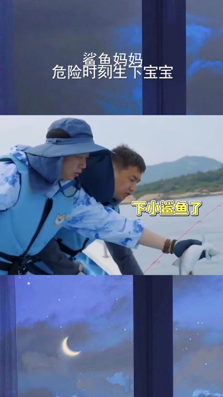 #鲨鱼妈妈危险时刻生下宝宝我真的会被感动到,第一见鲨鱼生宝宝,母爱真的好伟大