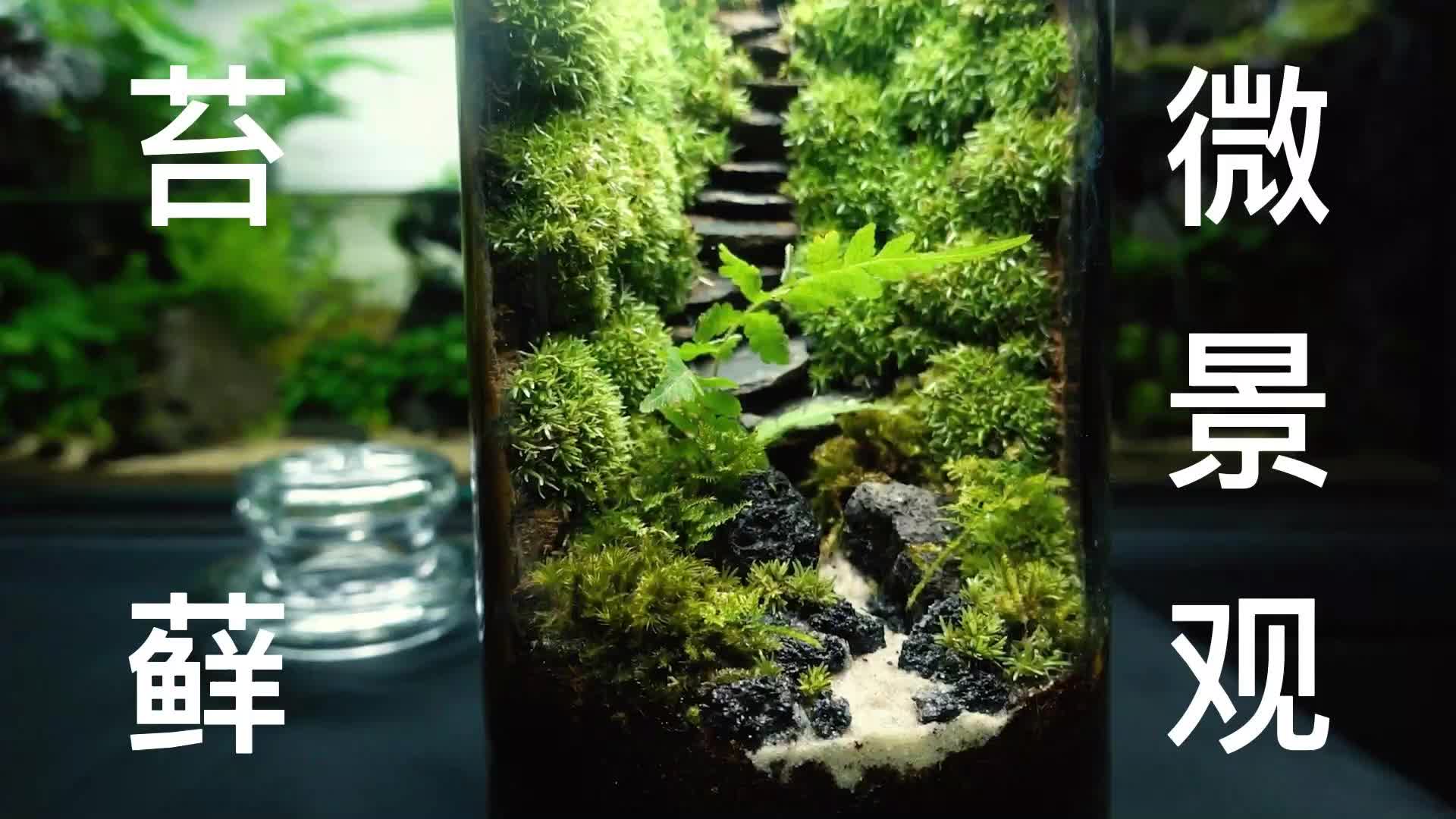 【微景观】适合新手制作的石阶苔藓玻璃缸!