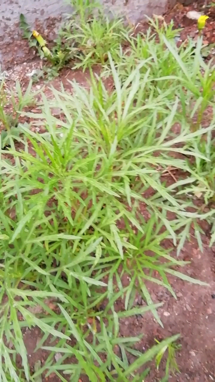 东北人爱吃的野菜《柳蒿芽》