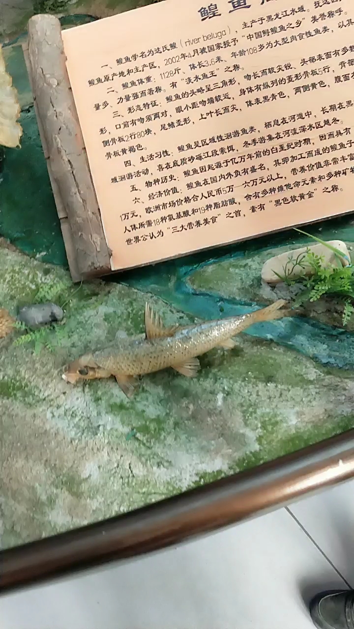 分享视频