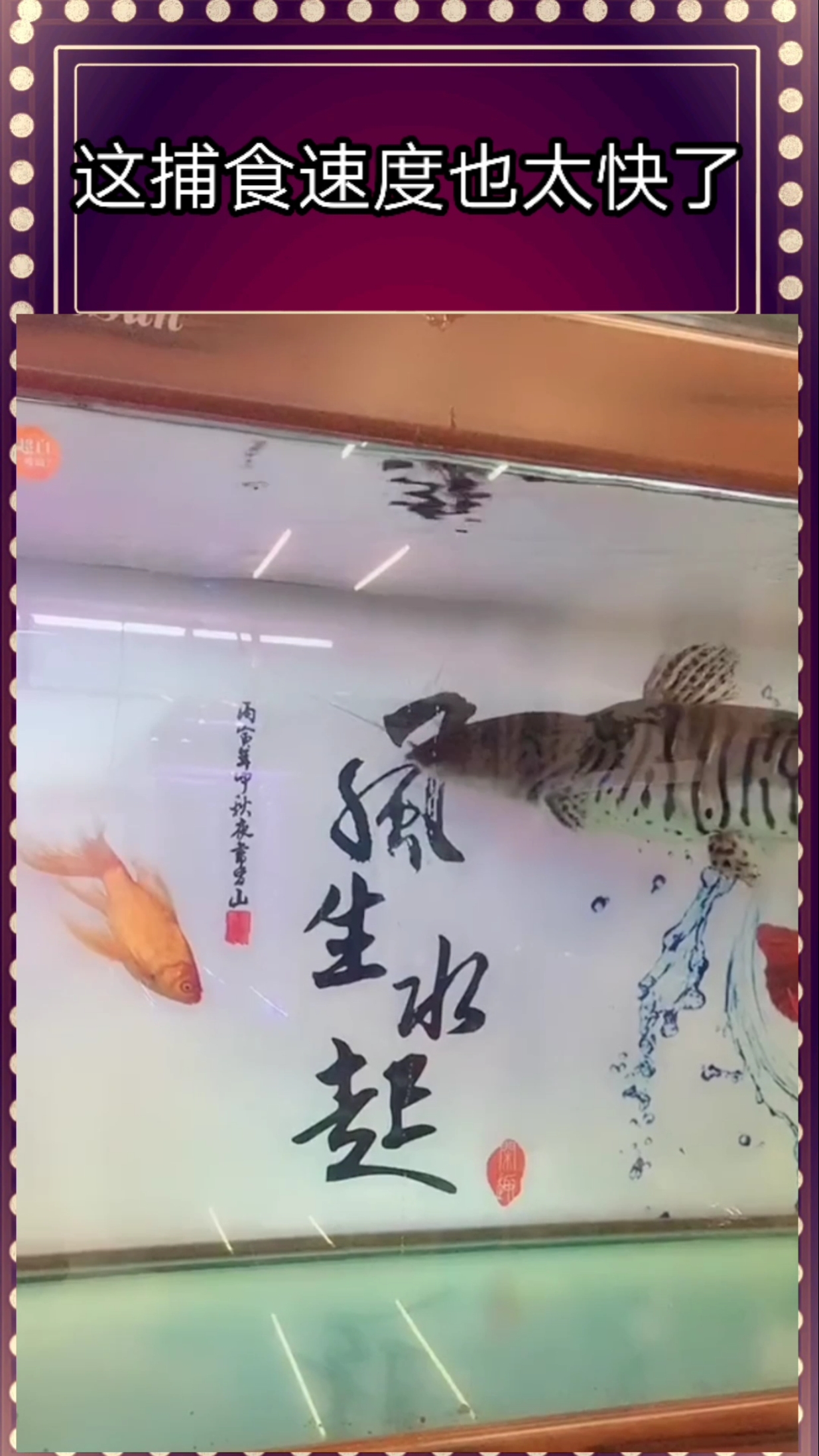 这是什么鱼,捕食速度也太快了