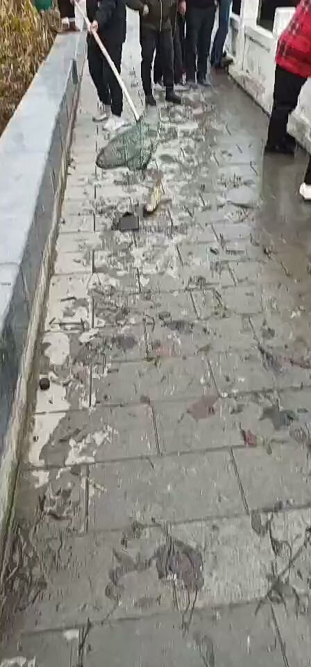 #高手在民间#干河咯捞鱼吃