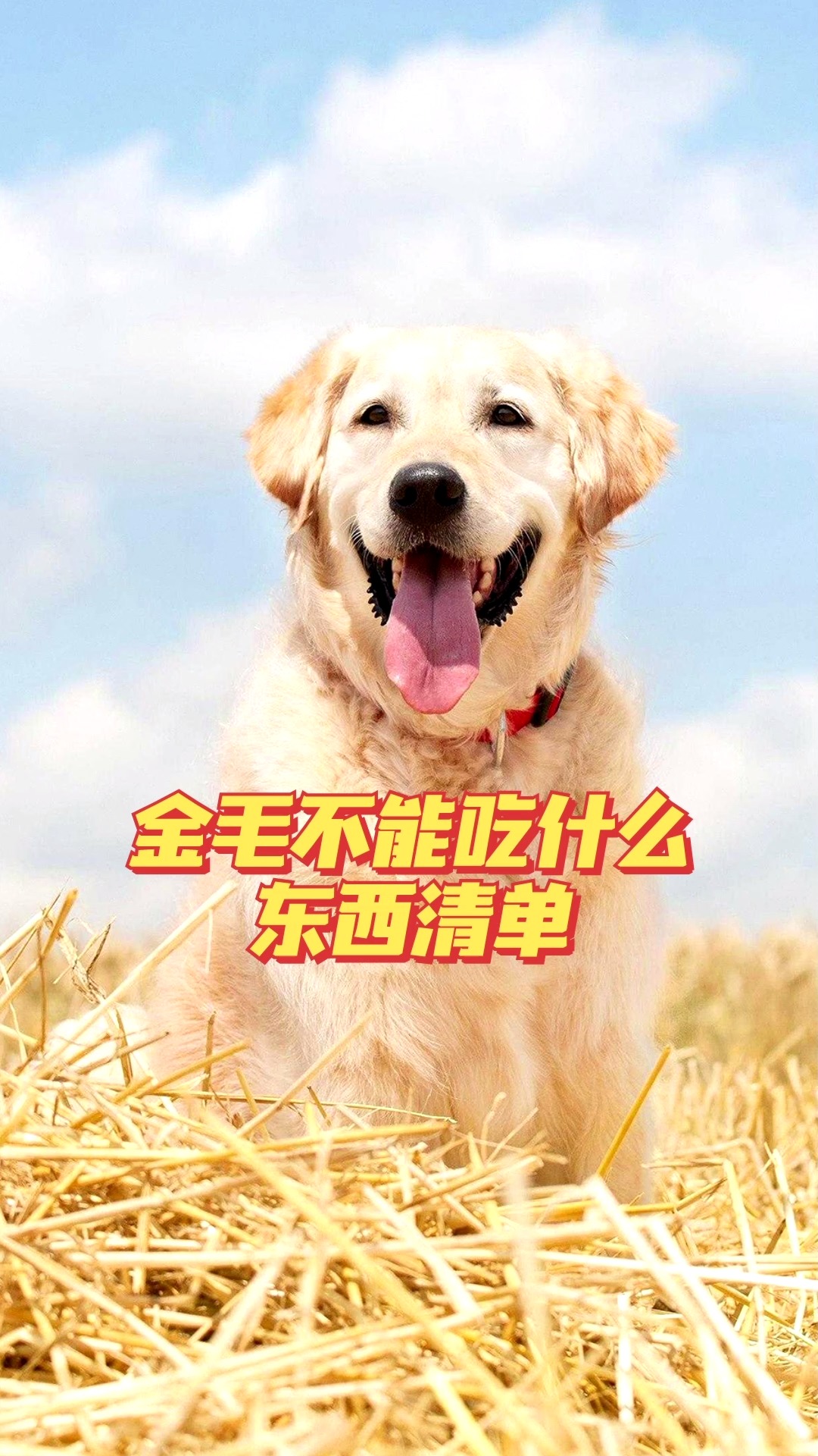 金毛不能吃什么?这份清单,主人可以看看
