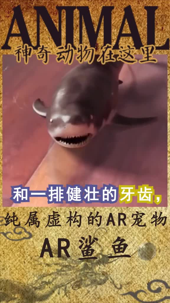 二哈的智商配上鲨鱼的外表会是什么样的呢?#动物,#萌宠