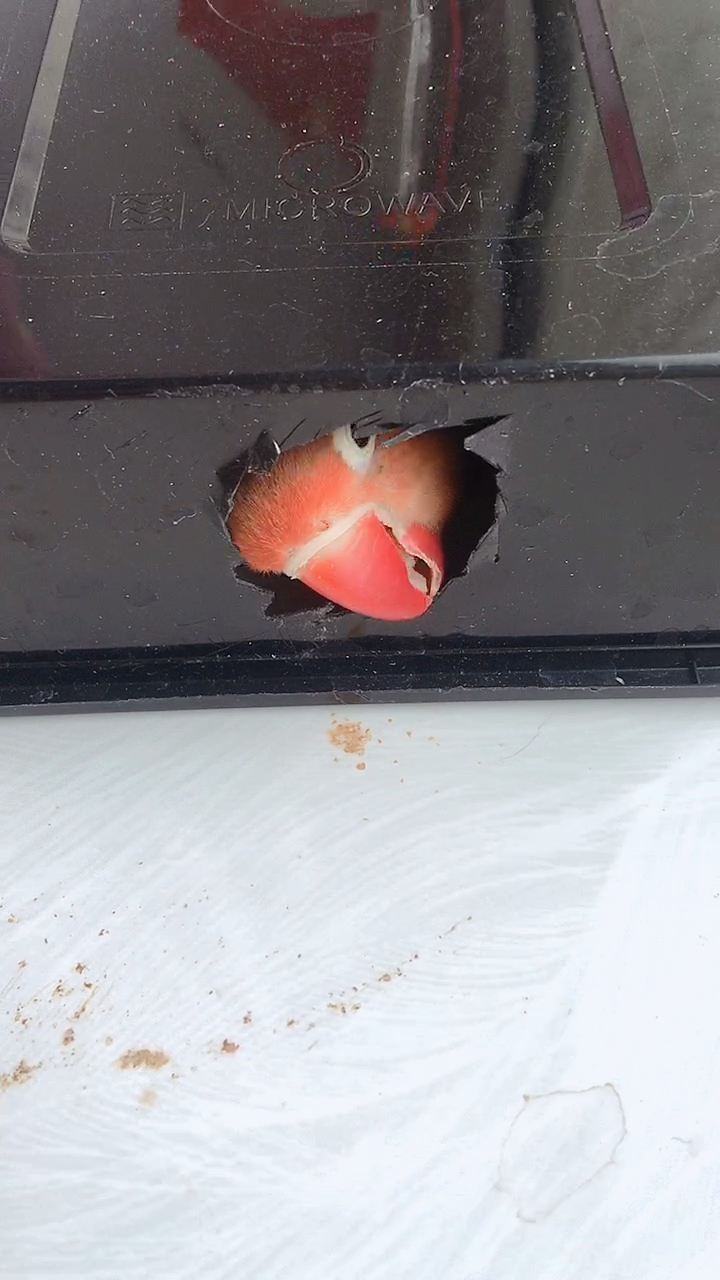 虎皮鹦鹉