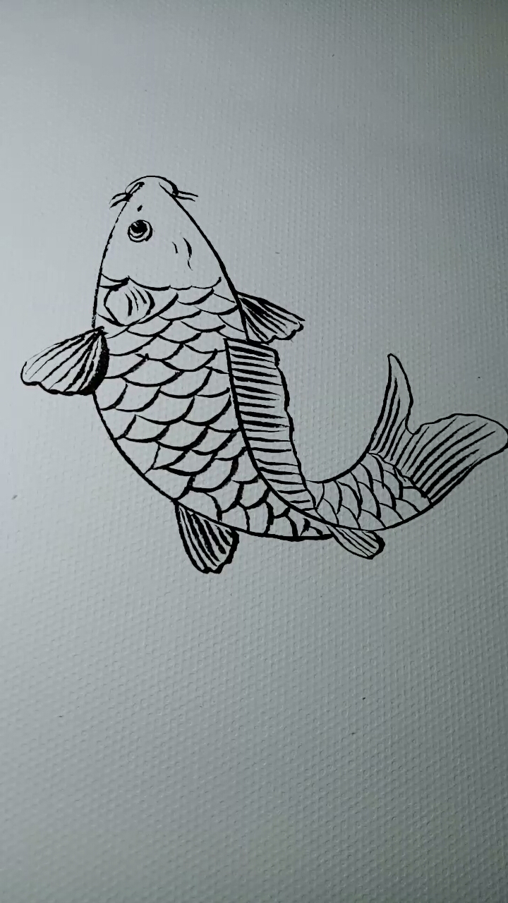 #一看就会的白描画#鲤鱼画法教学过程,非常好画