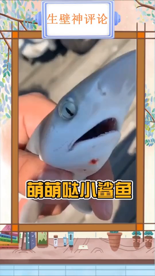 #搞笑视频#发现一只小鲨鱼,个头不大,脾气不小!
