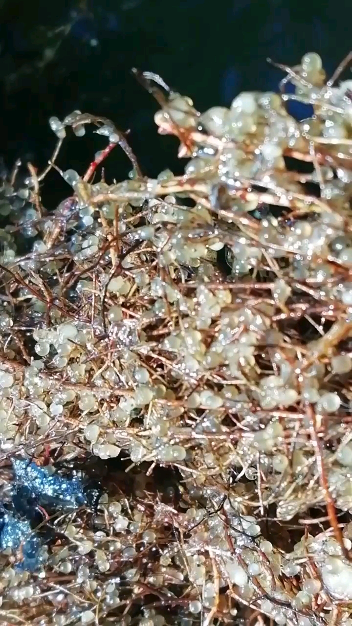 这全是鱼籽,得出多少小鱼呀!